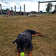 Kiana joined the competition — help win amazing prizes! animal, canine, cloudy_sky, collar, dog, fence, field, grass, leisure, nature, outdoor, park, pet, play, playground, resting, rottweiler, swing, tennis_ball, wooden_poles