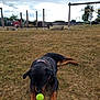 animal, canine, cloudy_sky, collar, dog, fence, field, grass, leisure, nature, outdoor, park, pet, play, playground, resting, rottweiler, swing, tennis_ball, wooden_poles