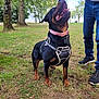 Kiana joined the competition — help win amazing prizes! animal, canine, collar, dog, grass, happy, harness, jeans, mammal, nature, outdoor, park, person, pet, playful, rottweiler, sneakers, standing, tongue_out, trees