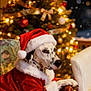 animal, celebration, chair, christmas_tree, cozy, dalmatian, decorations, dog, festive, holiday, indoor, lights, ornaments, pet, red_suit, relaxing, santa_claus_costume, seasonal, warm_lighting, white_fur_trim