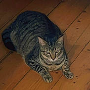 Love joined the competition — help win amazing prizes! animal, cat, domestic_cat, ears, eyes, feline, floorboards, fur, indoor, looking, lying_down, mammal, paws, pet, quiet, relaxed, striped_fur, tabby, whiskers, wooden_floor