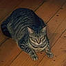 animal, cat, domestic_cat, ears, eyes, feline, floorboards, fur, indoor, looking, lying_down, mammal, paws, pet, quiet, relaxed, striped_fur, tabby, whiskers, wooden_floor