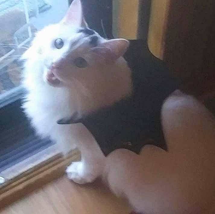 Felix is registered to the contest to win money with this photo: carnivore, cat, companion_dog, domestic_short_haired_cat, felidae, floor, flooring, fur, hardwood, laminate_flooring, paw, plywood, small_to_medium_sized_cats, tail, varnish, whiskers, wood, wood_flooring, wood_stain