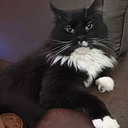 Baxter is registered to the contest to win money with this photo: black_and_white, black_cat, british_semi_longhair, carnivore, cat, claw, domestic_long_haired_cat, felidae, fur, kitten, maine_coon, mammal, norwegian_forest_cat, polydactyl_cat, ragamuffin, small_to_medium_sized_cats, tail, whiskers