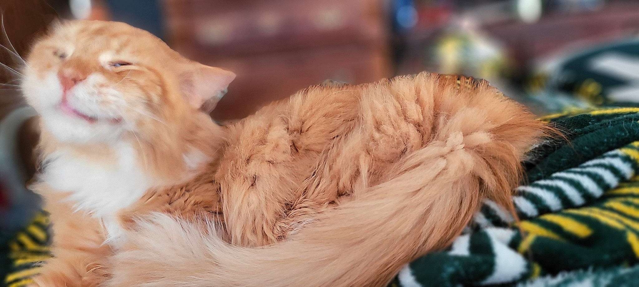 Mufasa joined the competition — help win amazing prizes! canidae, carnivore, claw, comfort, companion_dog, dog_breed, feather, felidae, fur, liver, nap, paw, sleep, small_to_medium_sized_cats, snout, sporting_group, tail, terrestrial_animal, whiskers, wing