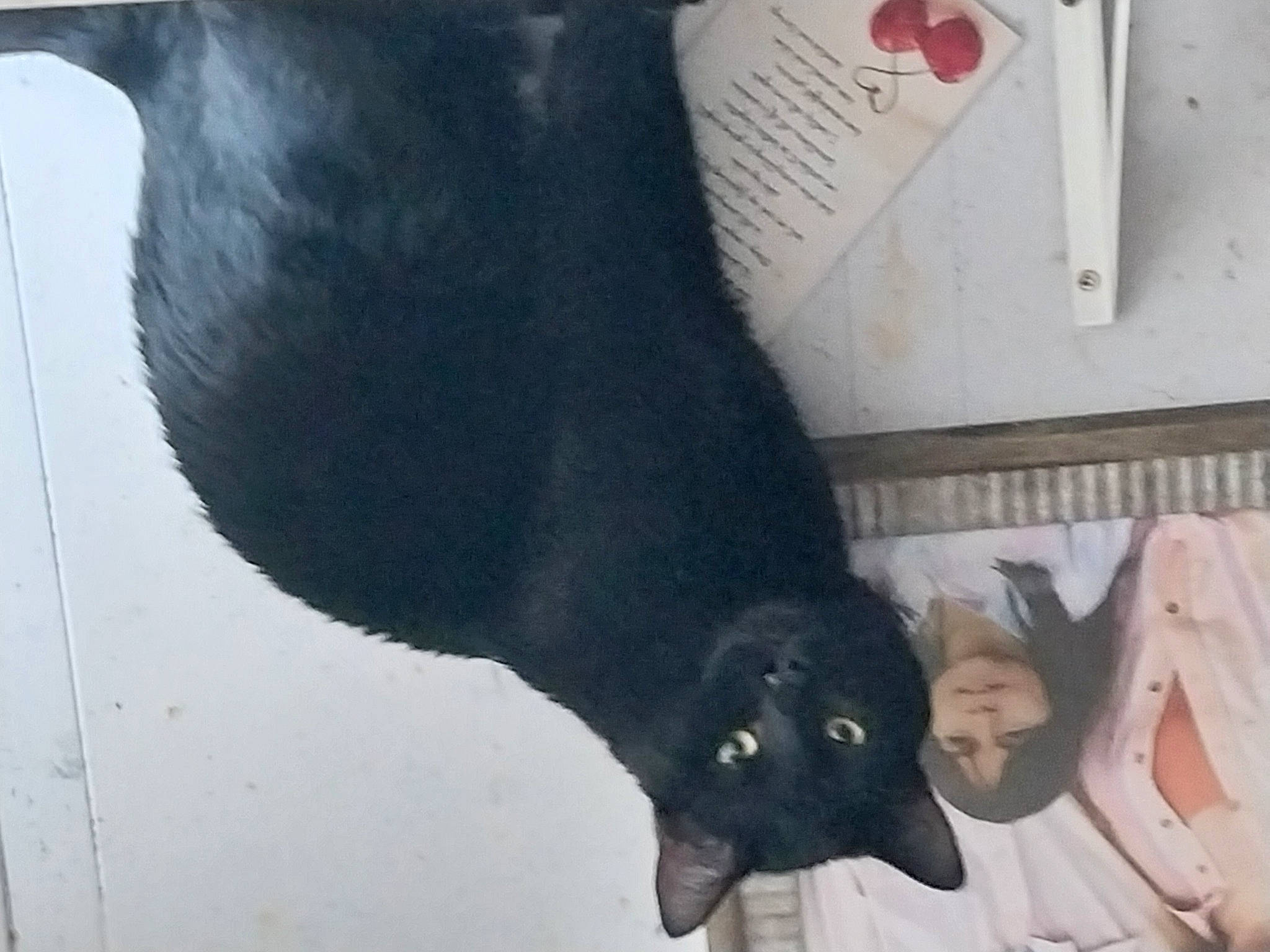 Little Bear is registered to the contest to win money with this photo: bombay, carnivore, cat, claw, dog_breed, domestic_short_haired_cat, felidae, fur, human_leg, natural_material, small_to_medium_sized_cats, sporting_group, tail, terrestrial_animal, whiskers, working_animal