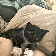 Houdini is registered to the contest to win money with this photo: kitten, cat, black_and_white, paws, cute, pet, animal, furry, whiskers, indoor, pillow, cozy, resting, closeup, young, small, sleepy, soft, domestic, feline