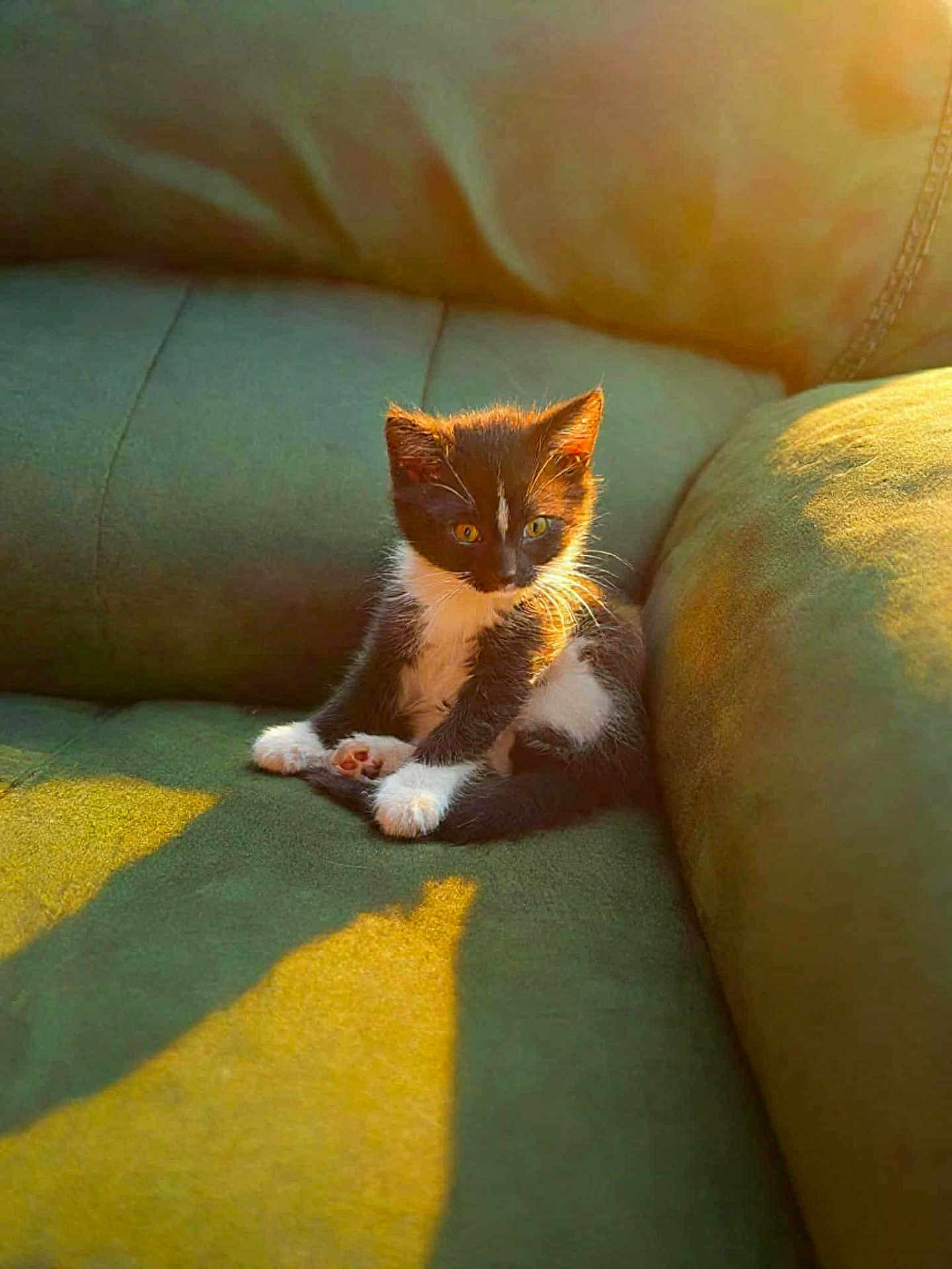 Houdini is registered to the contest to win money with this photo: kitten, cat, black_and_white, pet, animal, couch, green, sunlight, shadow, indoor, feline, cute, small, fur, whiskers, paws, relaxing, cozy, soft, home