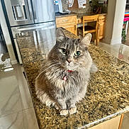 Cachi is registered to the contest to win money with this photo: cat, feline, pet, long_hair, green_eyes, collar, bell, sitting, whiskers, granite_countertop, kitchen, cabinetry, refrigerator, tile_floor, indoor, portrait, cute, household, fur, countertop