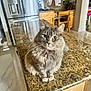 cat, feline, pet, long_hair, green_eyes, collar, bell, sitting, whiskers, granite_countertop, kitchen, cabinetry, refrigerator, tile_floor, indoor, portrait, cute, household, fur, countertop
