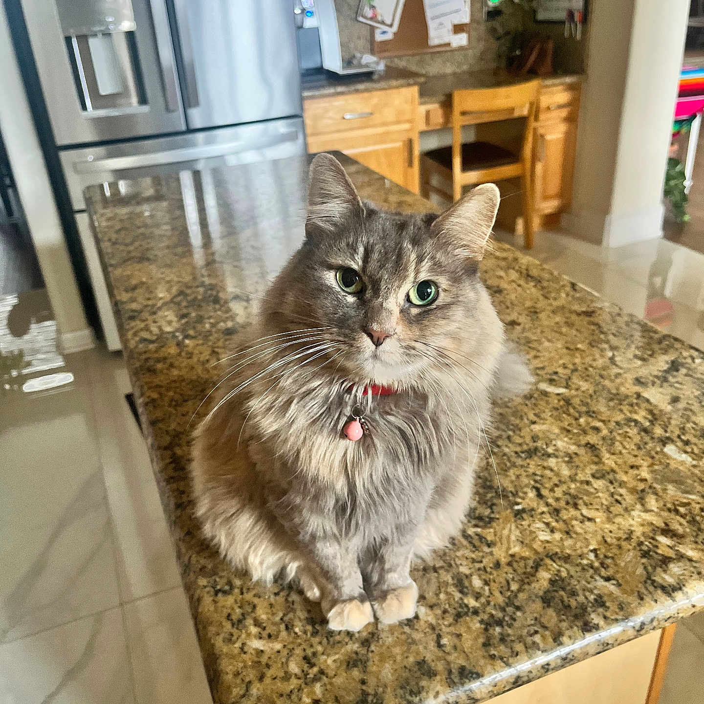 Cachi is registered to the contest to win money with this photo: bell, cabinetry, cat, collar, countertop, cute, feline, fur, granite_countertop, green_eyes, household, indoor, kitchen, long_hair, pet, portrait, refrigerator, sitting, tile_floor, whiskers