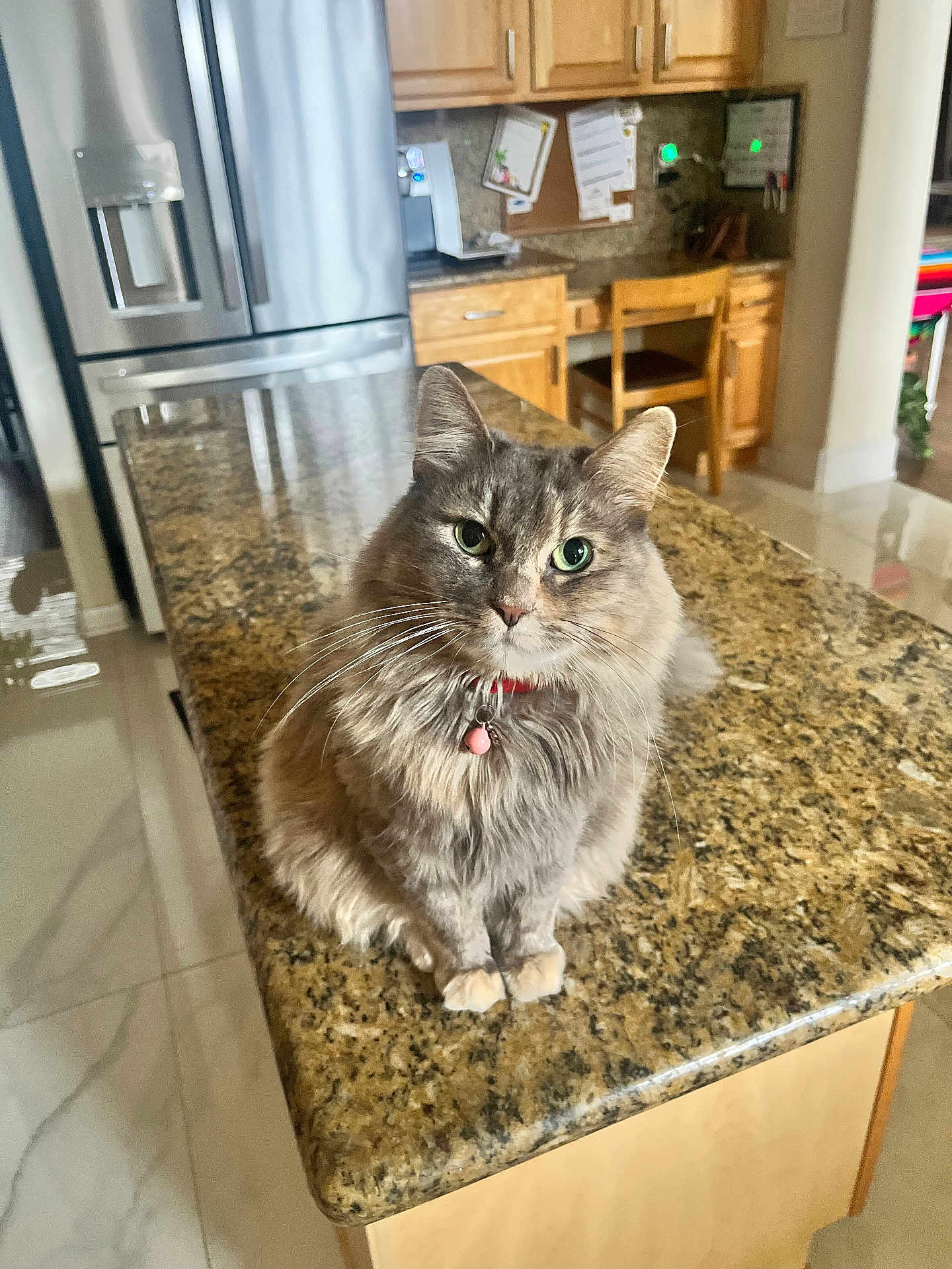 Cachi is registered to the contest to win money with this photo: cat, feline, pet, long_hair, green_eyes, collar, bell, sitting, whiskers, granite_countertop, kitchen, cabinetry, refrigerator, tile_floor, indoor, portrait, cute, household, fur, countertop