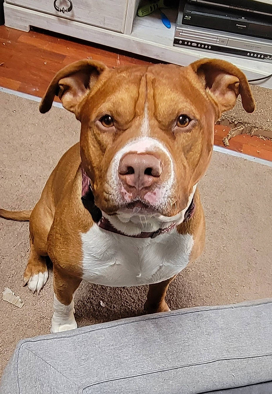 Bruno is registered to the contest to win money with this photo: ancient_dog_breeds, carnivore, collar, companion_dog, dog, dog_breed, dog_collar, fawn, flooring, fur, liver, non_sporting_group, pet_supply, snout, sporting_group, whiskers, working_animal, working_dog, wrinkle