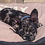 dog, puppy, lying_down, cushion, outdoor, wooden_surface, blue_collar, spotted, relaxed, pet, close_up, ears, animal, sunlight, resting, cute, sleepy, french_bulldog, companion, nature