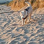 Rawila participe au concours pour gagner de l'argent avec cette photo : dog, white_dog, beach, sand, sunset, leash, harness, outdoor, nature, animal, walking, dune, grass, daylight, pet, canine, summer, landscape, recreation, scenic