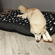 Rawila a rejoint le concours — aidez-le/la à gagner de superbes lots ! dog, pet, dog_bed, paw_print, floor, wood_floor, indoor, resting, lying_down, canine, fur, light_colored, animal, domestic_animal, quiet, relaxing, mammal, companion, paw, bed