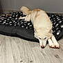 dog, pet, dog_bed, paw_print, floor, wood_floor, indoor, resting, lying_down, canine, fur, light_colored, animal, domestic_animal, quiet, relaxing, mammal, companion, paw, bed