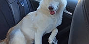 Rawila participe au concours pour gagner de l'argent avec cette photo : dog, white_dog, heterochromia, car_interior, backseat, black_leather_seat, blanket, paw_print_pattern, happy_dog, tongue_out, fur, pet, animal, window, sunlight, sitting, domestic_animal, canine, indoor, travel