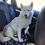 dog, white_dog, heterochromia, car_interior, backseat, black_leather_seat, blanket, paw_print_pattern, happy_dog, tongue_out, fur, pet, animal, window, sunlight, sitting, domestic_animal, canine, indoor, travel