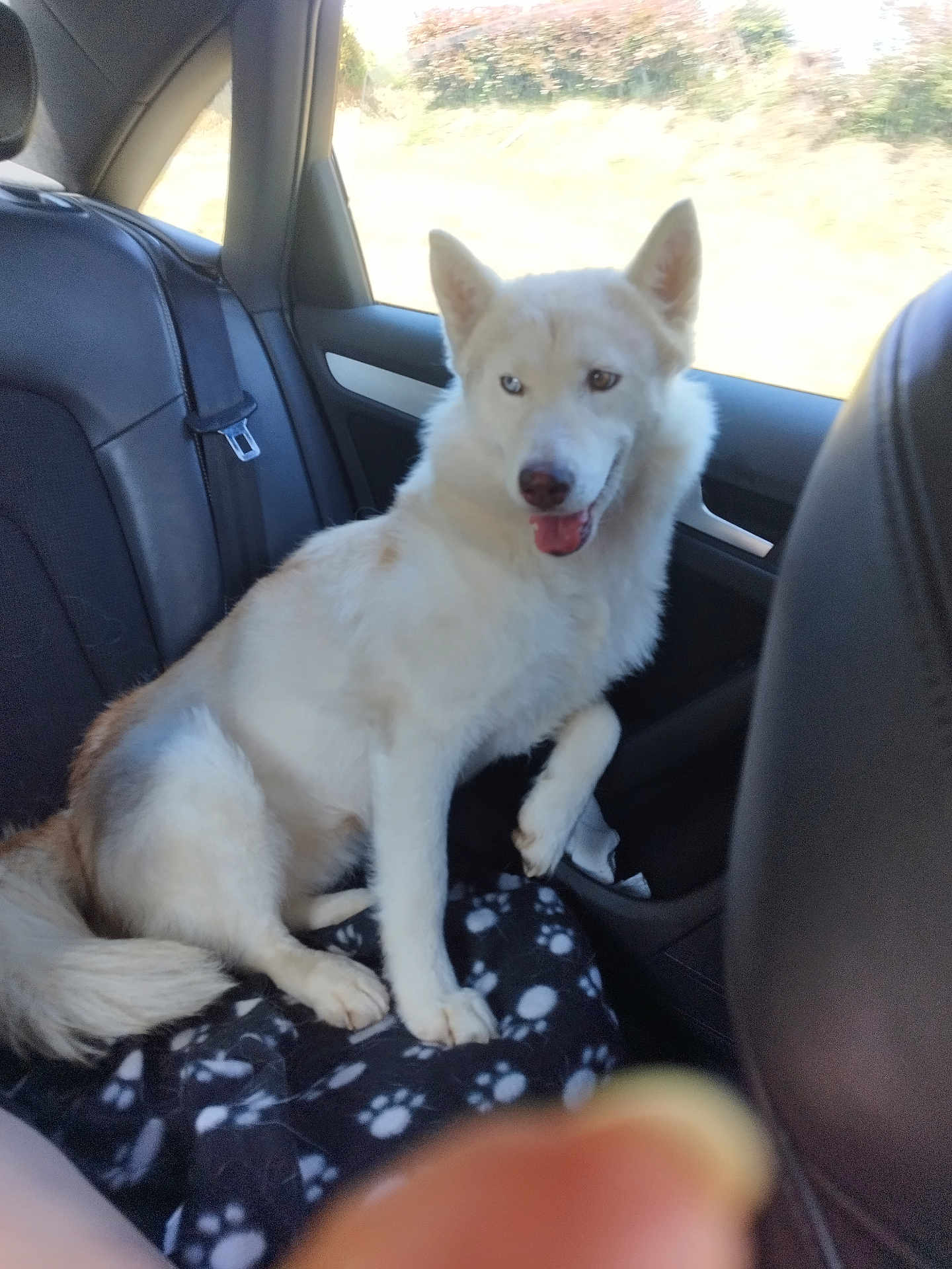 Rawila participe au concours pour gagner de l'argent avec cette photo : dog, white_dog, heterochromia, car_interior, backseat, black_leather_seat, blanket, paw_print_pattern, happy_dog, tongue_out, fur, pet, animal, window, sunlight, sitting, domestic_animal, canine, indoor, travel