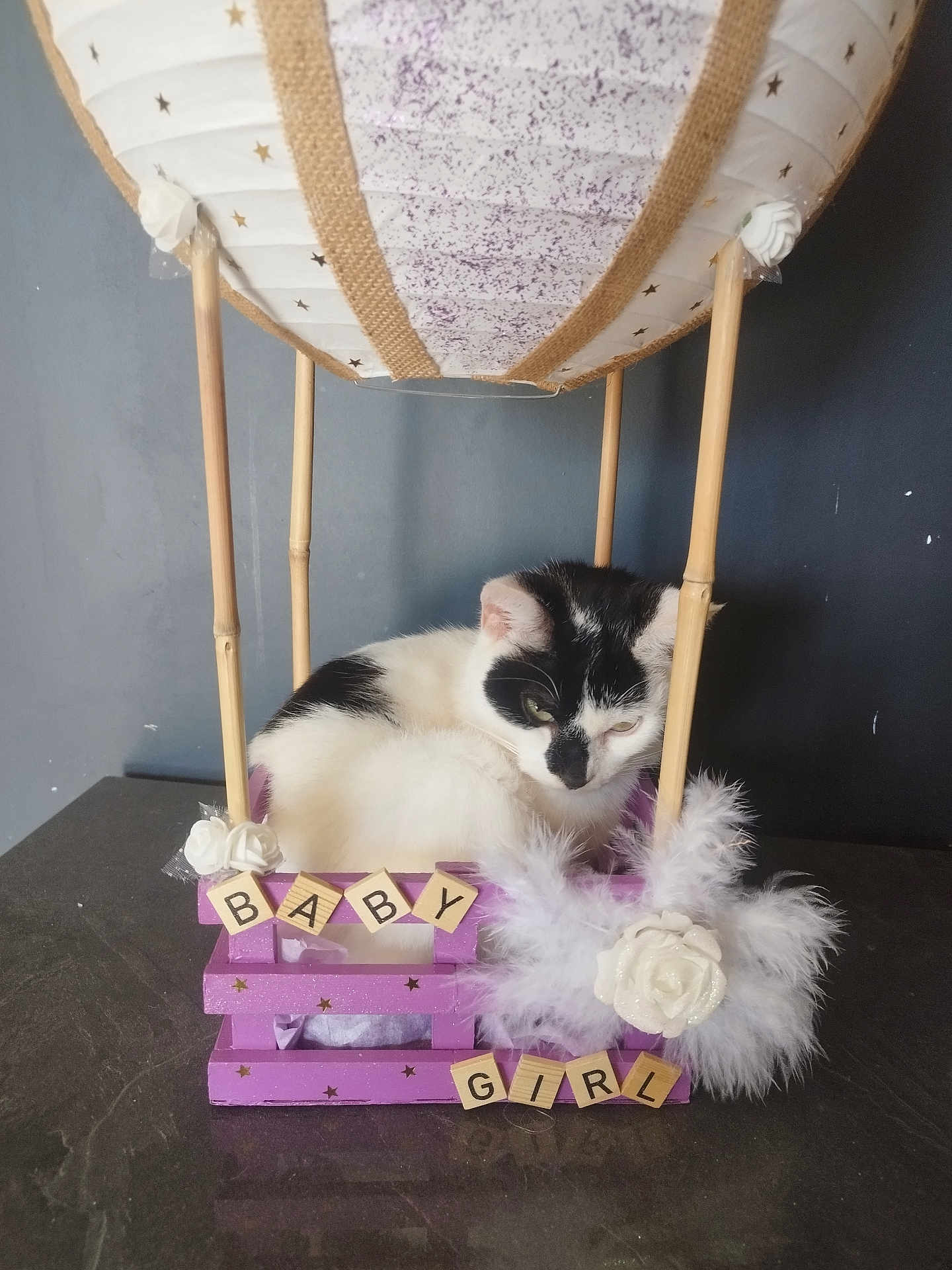 Nayla a rejoint le concours — aidez-le/la à gagner de superbes lots ! cat, black_and_white_cat, basket, decorative, hot_air_balloon_style, wooden_sticks, white_balloon, feathers, white_rose, letter_tiles, baby_girl, purple, cute, cozy, pet, animal, indoor, table, ornament, resting