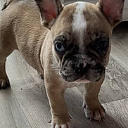 Bbmartin a rejoint le concours — aidez-le/la à gagner de superbes lots ! animal, blue_eyes, canine, companion, curious, cute, dog, domestic, ears, french_bulldog, fur, indoor, muzzle, pet, puppy, small, standing, whiskers, wooden_floor, young