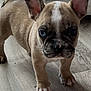 animal, blue_eyes, canine, companion, curious, cute, dog, domestic, ears, french_bulldog, fur, indoor, muzzle, pet, puppy, small, standing, whiskers, wooden_floor, young