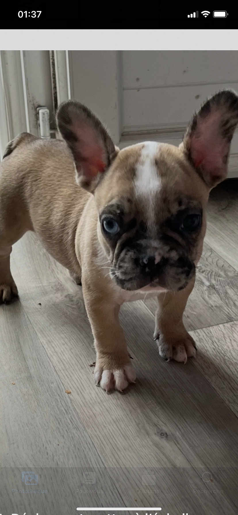 Bbmartin a rejoint le concours — aidez-le/la à gagner de superbes lots ! animal, blue_eyes, canine, companion, curious, cute, dog, domestic, ears, french_bulldog, fur, indoor, muzzle, pet, puppy, small, standing, whiskers, wooden_floor, young