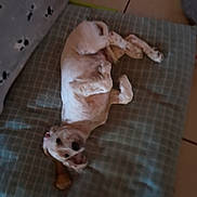 Ares participe au concours pour gagner de l'argent avec cette photo : dog, lying_down, cushion, bone, indoor, tile_floor, paw_print_pattern, pet, relaxed, playful, white_dog, small_dog, chew_toy, sleeping_position, soft_surface, home, cozy, resting, animal, fur