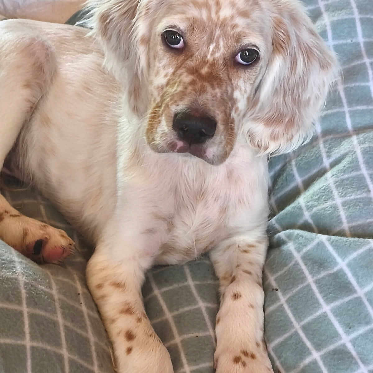 Ares a rejoint le concours — aidez-le/la à gagner de superbes lots ! animal, bed, blanket, cozy, cute, dog, domestic_animal, ears, fur, indoor, laying_down, looking_at_camera, paw, pet, puppy, relaxed, resting, soft, spotted, young