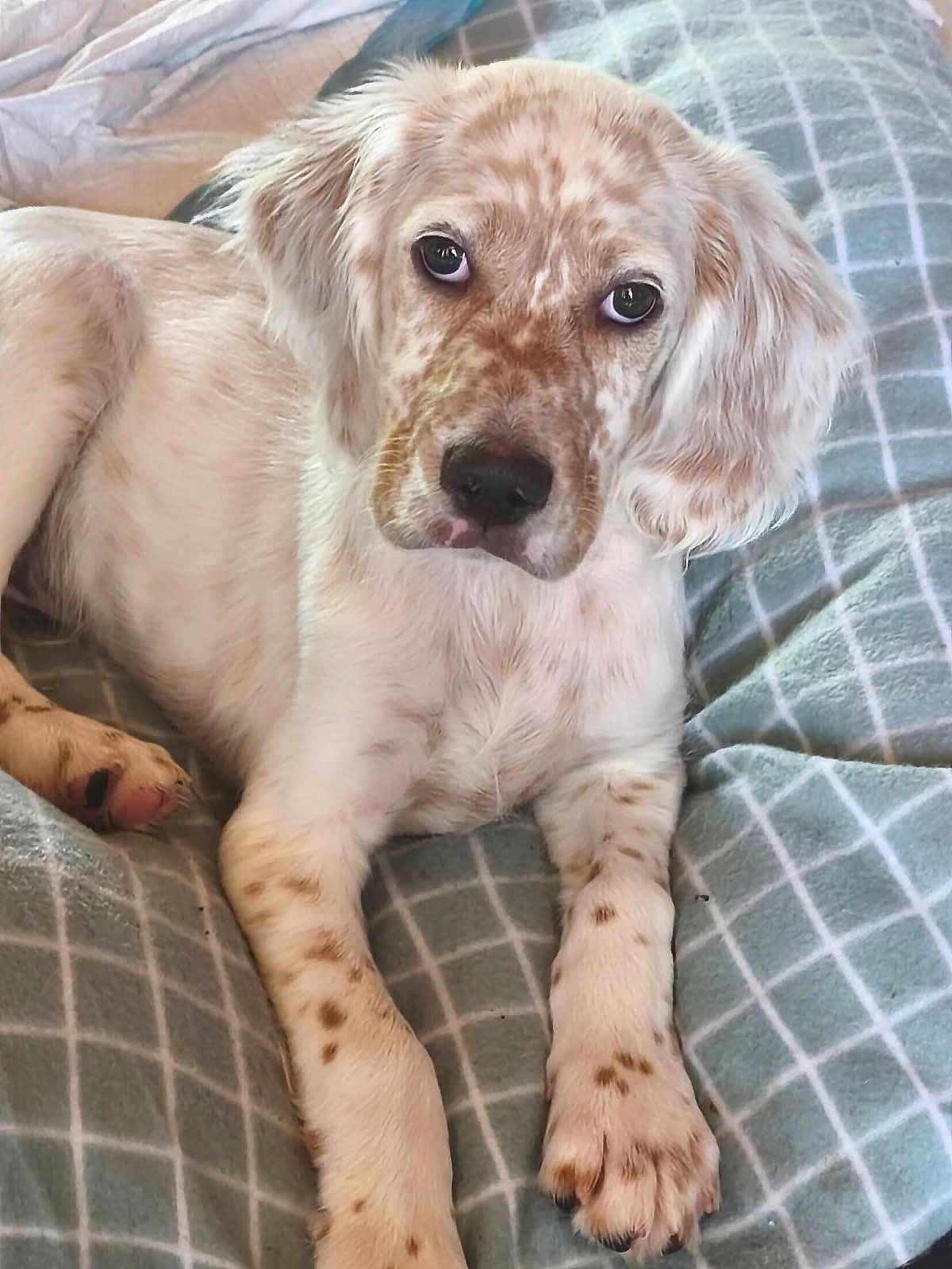 Ares a rejoint le concours — aidez-le/la à gagner de superbes lots ! dog, puppy, spotted, laying_down, blanket, indoor, pet, cute, fur, animal, young, resting, cozy, looking_at_camera, ears, paw, soft, domestic_animal, bed, relaxed