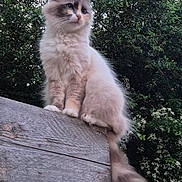 Yumie participe au concours pour gagner de l'argent avec cette photo : cat, fluffy, outdoor, wooden_fence, greenery, plants, flowers, nature, animal, pet, sitting, fur, tail, closeup, portrait, calm, majestic, daylight, tree, wildlife