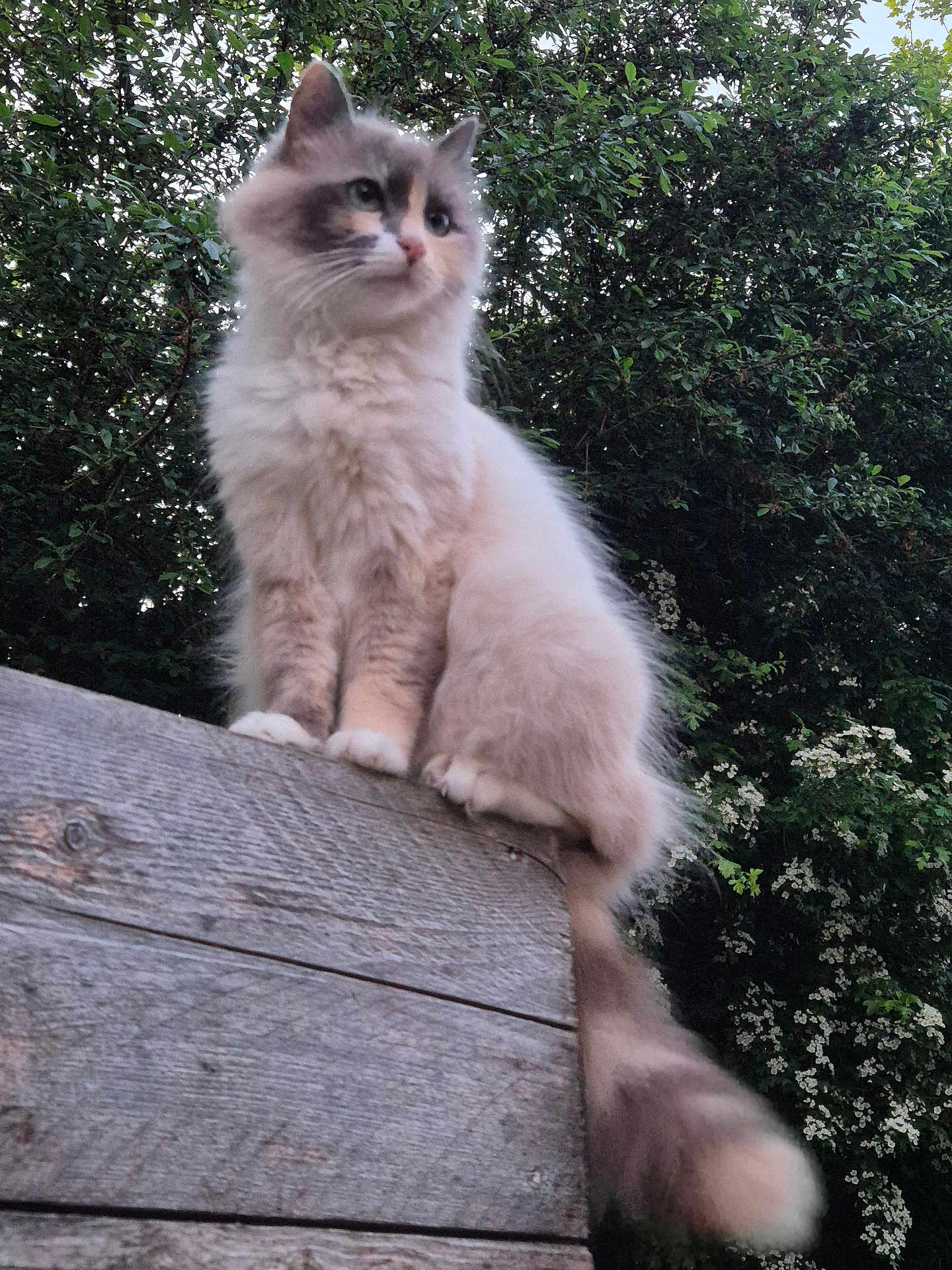 Yumie participe au concours pour gagner de l'argent avec cette photo : cat, fluffy, outdoor, wooden_fence, greenery, plants, flowers, nature, animal, pet, sitting, fur, tail, closeup, portrait, calm, majestic, daylight, tree, wildlife