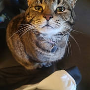 Miss Mj joined the competition — help win amazing prizes! animal, brown, cat, closeup, collar, curious, cute, domestic_cat, ears, face, feline, fur, indoor, looking_up, pet, soft_focus, striped, tabby, tag, whiskers