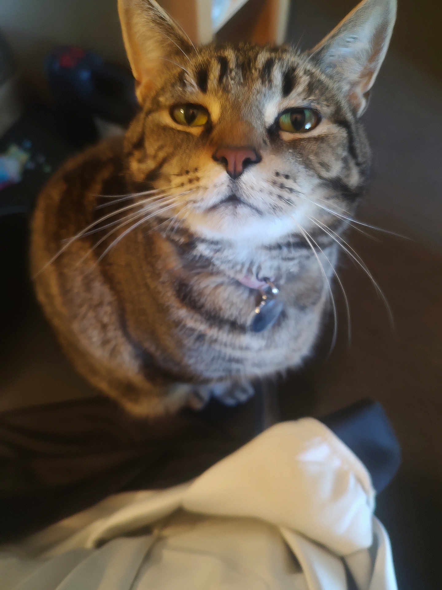 Miss Mj joined the competition — help win amazing prizes! animal, brown, cat, closeup, collar, curious, cute, domestic_cat, ears, face, feline, fur, indoor, looking_up, pet, soft_focus, striped, tabby, tag, whiskers