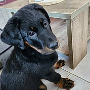 Arkan a rejoint le concours — aidez-le/la à gagner de superbes lots ! animal, black_and_tan, companion, curious, cute, dog, domestic_animal, ears, face, floor, fur, indoor, looking_up, paw, pet, puppy, sitting, tile_floor, wooden_table, young_dog