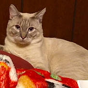 Mrgrey joined the competition — help win amazing prizes! animal, blanket, blue_eyes, cat, close_up, colorful_blanket, cozy, cream_colored, cute, domestic_animal, feline, fur, furry, indoor, lounging, mammal, pet, relaxed, resting, wooden_background