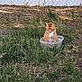alone, animal, cat, chain_link_fence, curious, daytime, domestic_cat, fence, ginger_cat, grass, leaf_litter, nature, outdoor, pet, plastic_container, quiet, sitting, sunlight, white_wall, yard
