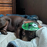 Hercules is registered to the contest to win money with this photo: dog, brown_dog, bed, blanket, sleeping, indoor, wooden_furniture, cozy, resting, canine, pet, cute, soft_texture, household, relaxing, mask, funny, comfort, animal, napping