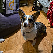 Skye is registered to the contest to win money with this photo: dog, tricolor, corgi, ears, wooden_floor, indoor, furniture, vacuum_box, blanket, chair, backpack, bed, floor, pet, collar, tag, shadow, home, curious, attentive