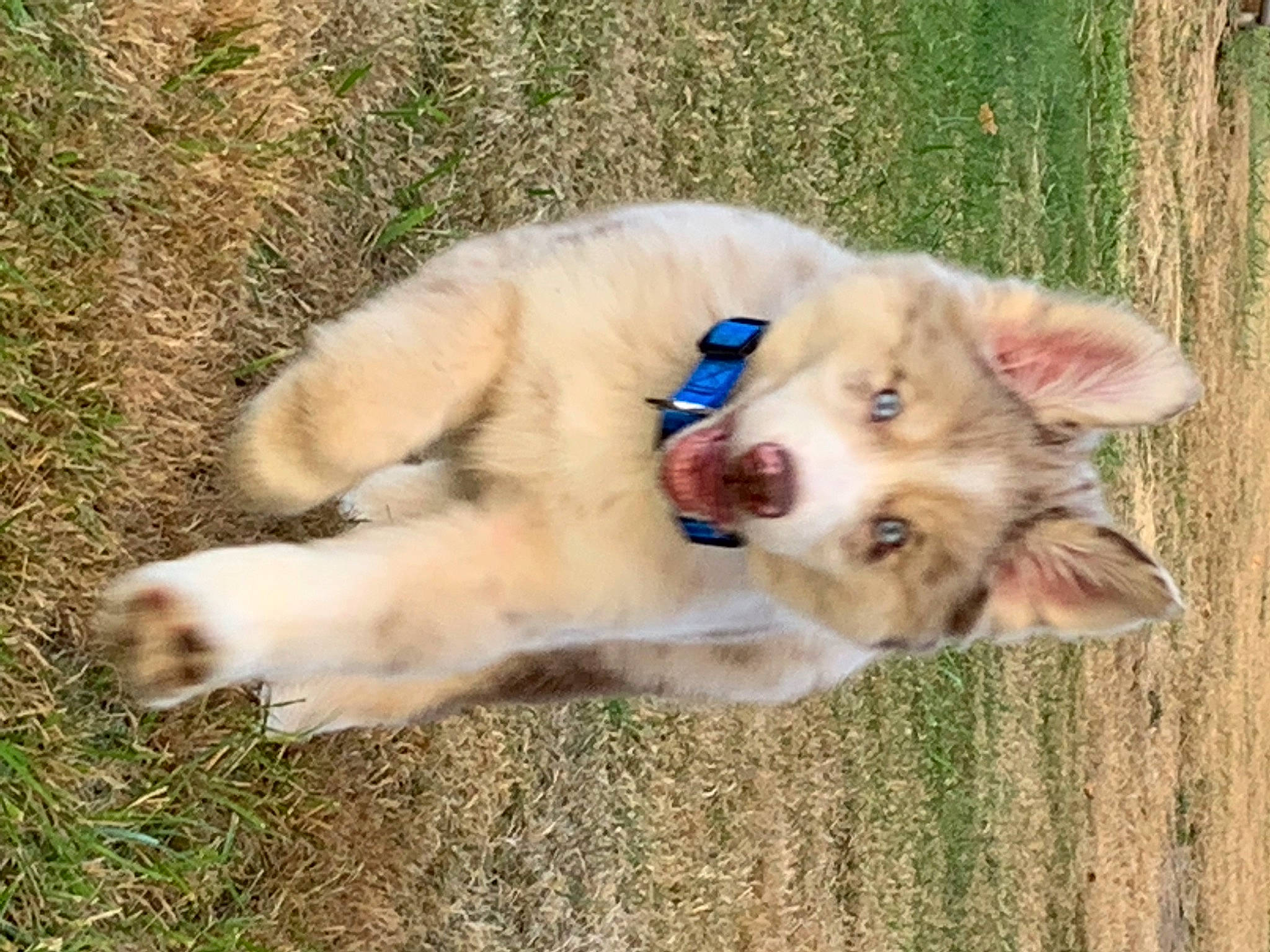 Harley is registered to the contest to win money with this photo: canidae, carnivore, collar, companion_dog, dog, dog_breed, dog_collar, dog_supply, fang, fawn, fur, grass, jaw, paw, snout, sporting_group, terrestrial_animal, whiskers, working_animal, working_dog