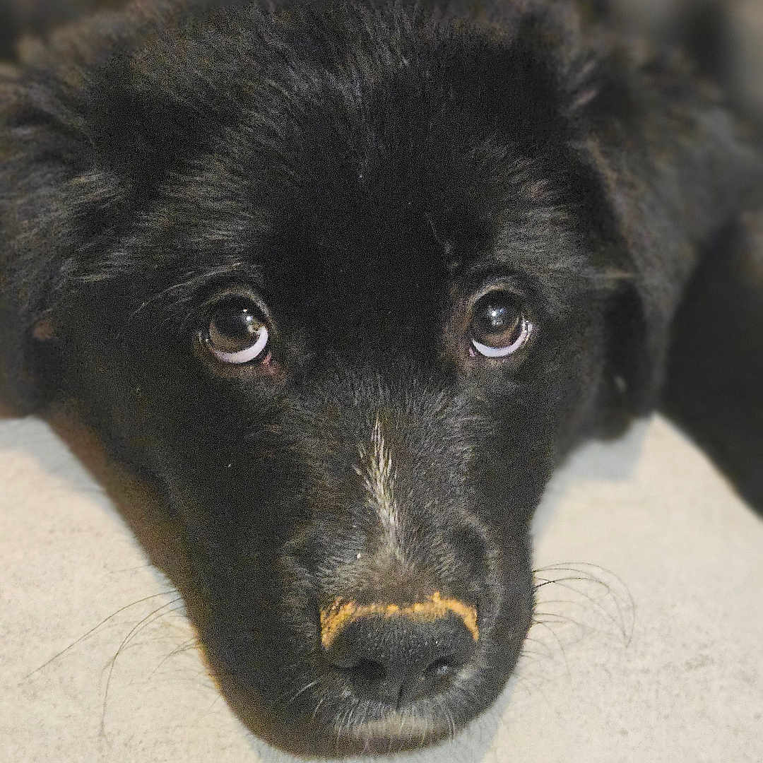 Balisto a rejoint le concours — aidez-le/la à gagner de superbes lots ! puppy, dog, black_fur, pet, animal, close_up, floor, tile, cute, looking_up, young_dog, fur, canine, indoor, portrait, face, whiskers, nose, expression, adorable