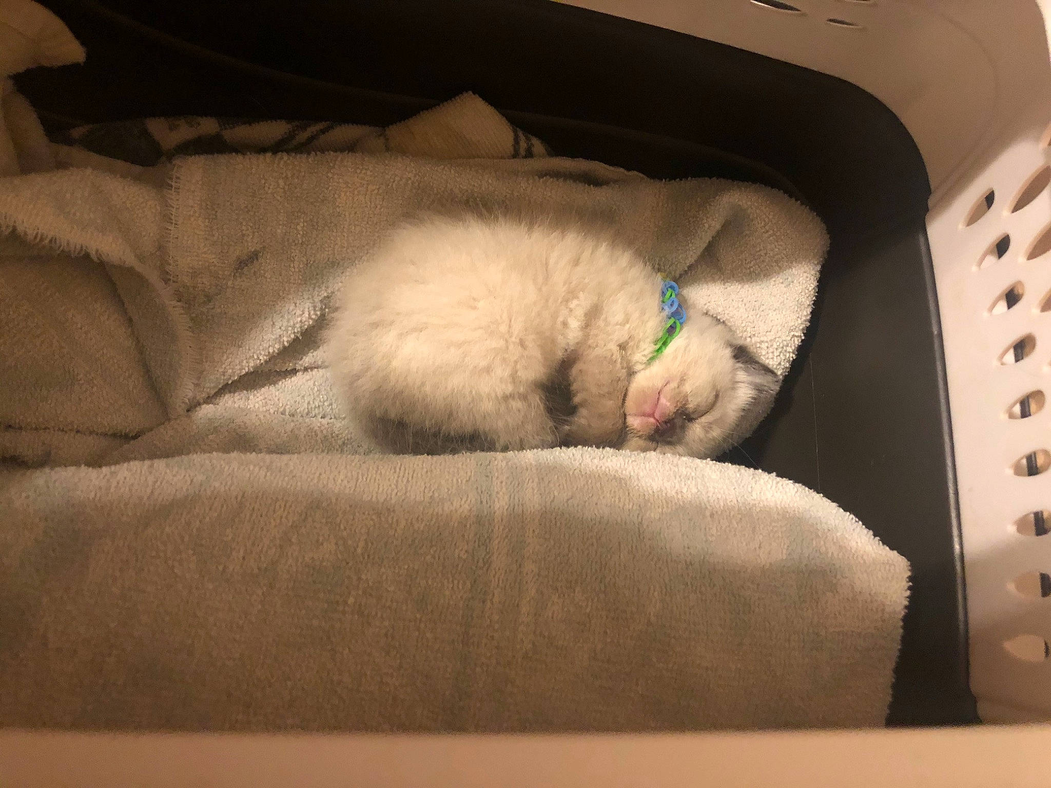 Tofu is registered to the contest to win money with this photo: canidae, carnivore, cat, comfort, companion_dog, felidae, fur, linens, nap, paw, rectangle, room, sleep, small_to_medium_sized_cats, snout, sporting_group, tail, textile, tints_and_shades, whiskers