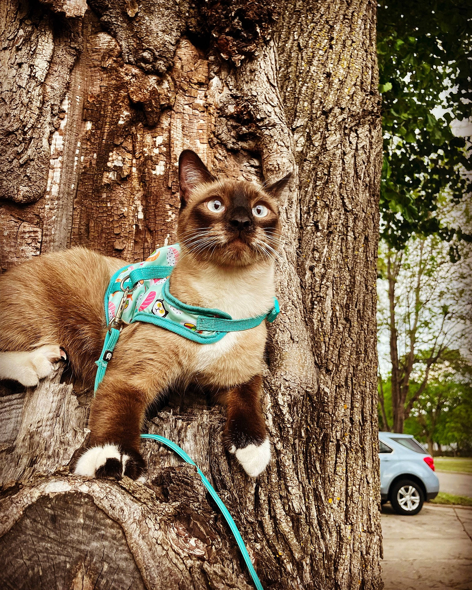 Tofu joined the competition — help win amazing prizes! car, carnivore, cat, collar, electric_blue, eye, fawn, felidae, plant, siamese, small_to_medium_sized_cats, snout, tints_and_shades, tire, tree, trunk, vehicle, wheel, whiskers, wood