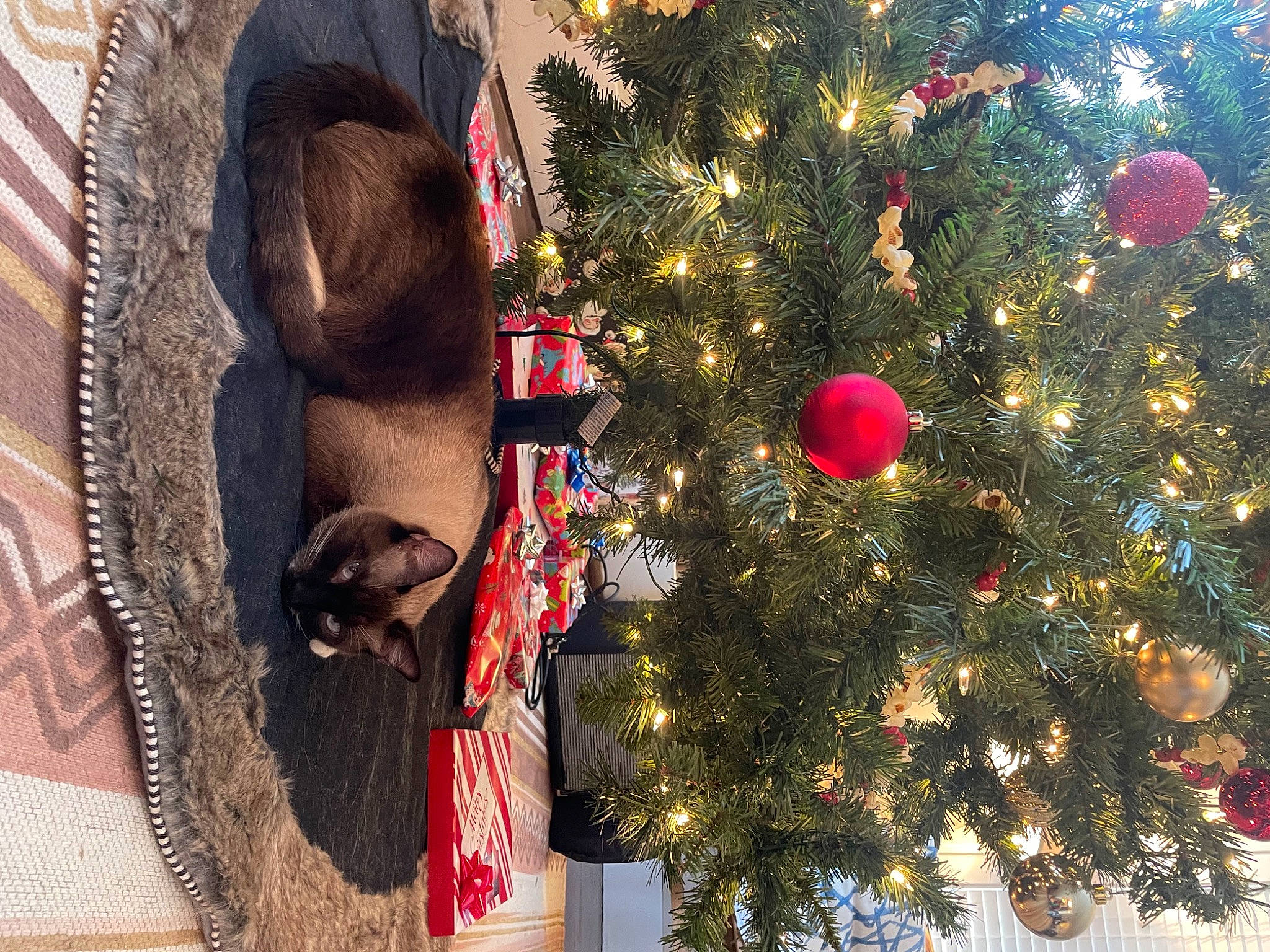 Tofu joined the competition — help win amazing prizes! christmas, christmas_decoration, christmas_ornament, christmas_tree, conifer, event, evergreen, fawn, hat, holiday, holiday_ornament, leaf, ornament, plant, sunglasses, tradition, tree, winter, wood, woody_plant