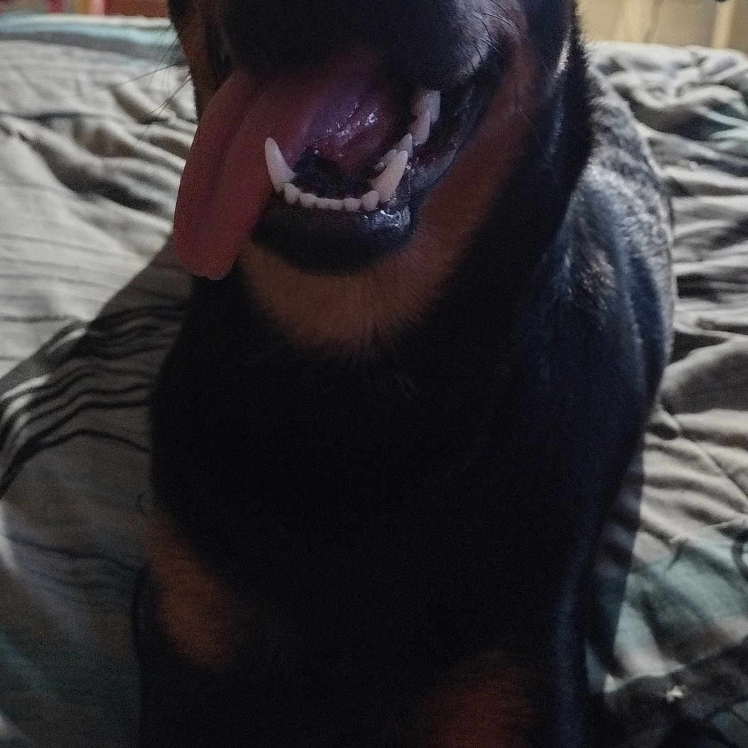 Rocky joined the competition — help win amazing prizes! dog, tongue_out, bed, blanket, indoor, pet, happy, black_dog, brown_markings, canine, plush_toy, pink_toy, animal, cute, tongue, laying_down, fur, domestic_animal, resting, close_up