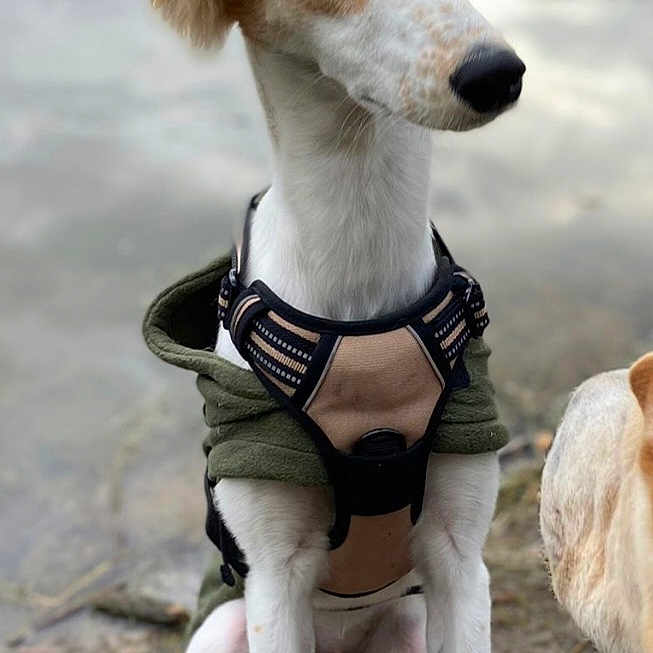 Eddie is registered to the contest to win money with this photo: animal, canine, curious, daylight, dog, ears, fur, green_hoodie, harness, leash, mammal, muddy_ground, nature, outdoor, pet, pond, portrait, sitting, snout, water