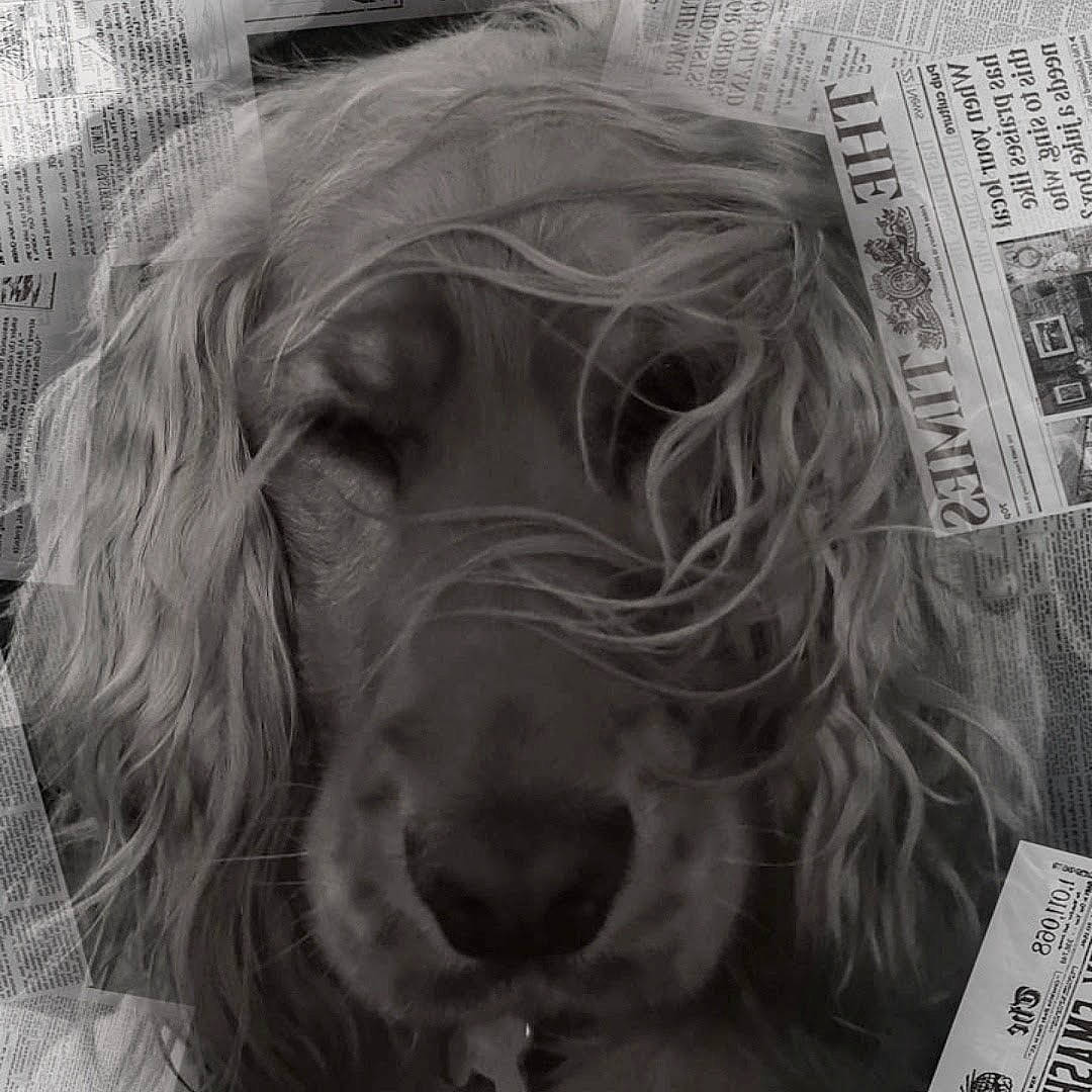 Pretty a rejoint le concours — aidez-le/la à gagner de superbes lots ! black, canidae, carnivore, companion_dog, dog, dog_breed, font, fur, grey, liver, monochrome, monochrome_photography, newspaper, publication, snout, spaniel, sporting_group, toy_dog, whiskers, working_animal