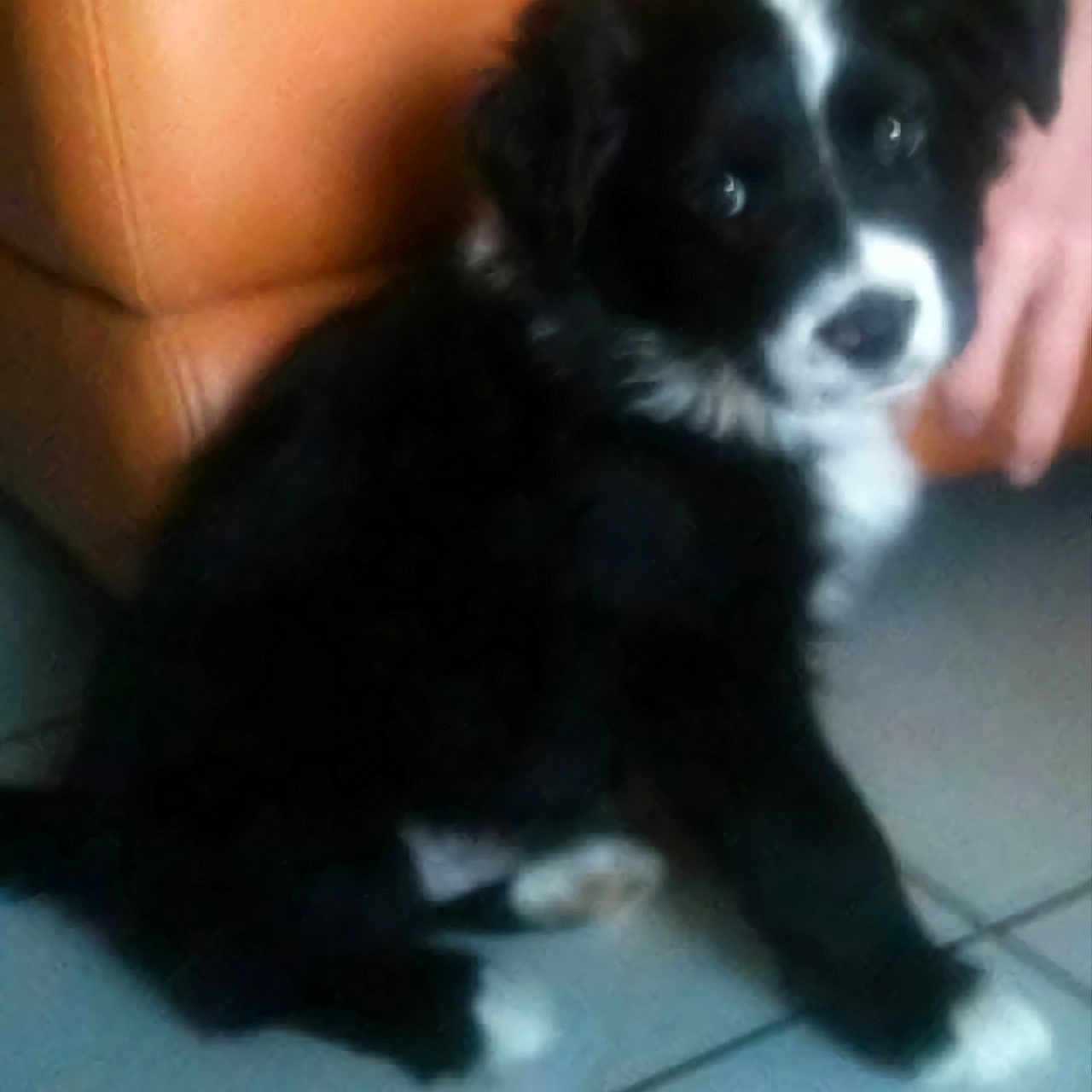 Happy a rejoint le concours — aidez-le/la à gagner de superbes lots ! animal, black_and_white, brown, companion, couch, cute, dog, domestic, floor, fur, home, indoor, leather, looking, paw, pet, puppy, sitting, tile, young