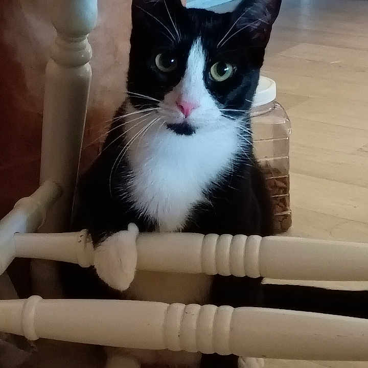 Maia joined the competition — help win amazing prizes! animal, black_and_white, cat, chair, curious, domestic, ears, eyes, feline, home, indoor, jar, kitten, looking, paw, pet, playful, sitting, whiskers, wooden_floor